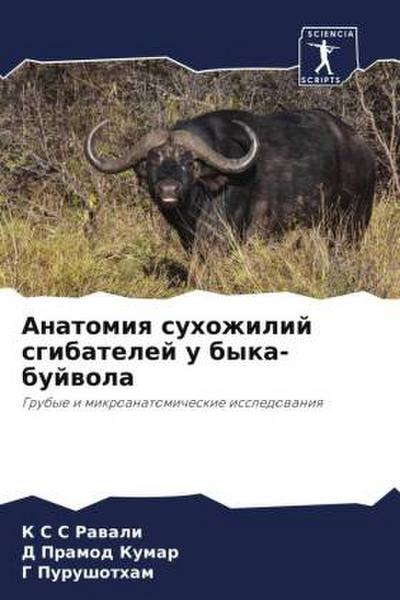 Anatomiq suhozhilij sgibatelej u byka-bujwola