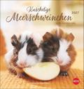 Kuschelige Meerschweinchen 2027