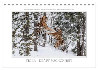 Emotionale Momente: Tiger - Kraft & Schönheit. (Tischkalender 2024 DIN A5 quer), CALVENDO Monatskalender