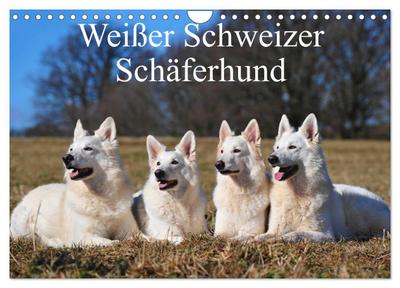 Weißer Schweizer Schäferhund (Wandkalender 2024 DIN A4 quer), CALVENDO Monatskalender