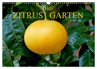 Bio Zitrus Garten (Wandkalender 2026 DIN A3 quer), CALVENDO Monatskalender