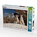 Erdmännchen in der Wüste, 1000 Teile