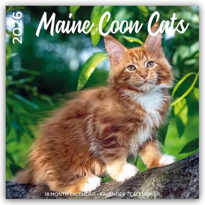 Maine Coon Cats - Main Coon Katzen 2026 - 18-Monatskalender - Original Plenty Gifts-Kalender [Mehrsprachig] [Kalender]