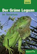 Der Grüne Leguan im Terrarium