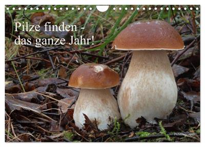 Pilze finden - das ganze Jahr! (Wandkalender 2026 DIN A4 quer), CALVENDO Monatskalender