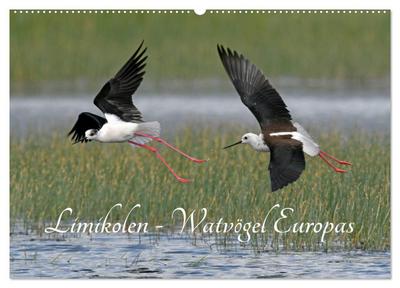 Limikolen - Watvögel Europas (Wandkalender 2026 DIN A2 quer), CALVENDO Monatskalender