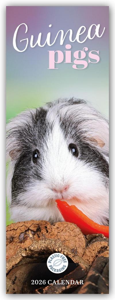 Guniea Pigs - Meerschweinchen 2026 - Slimline-Kalender