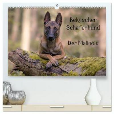 Belgischer Schäferhund - Der Malinois (hochwertiger Premium Wandkalender 2026 DIN A2 quer), Kunstdruck in Hochglanz