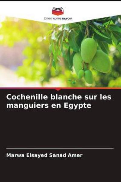Cochenille blanche sur les manguiers en Egypte
