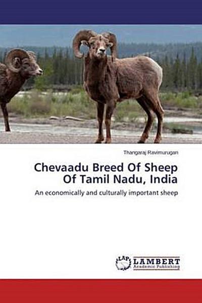 Chevaadu Breed Of Sheep Of Tamil Nadu, India
