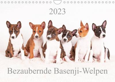 Bezaubernde Basenji-Welpen (Wandkalender 2023 DIN A4 quer)