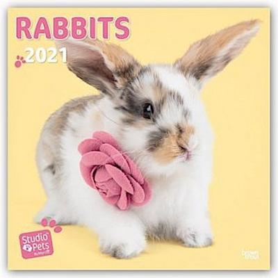Rabbits 2021