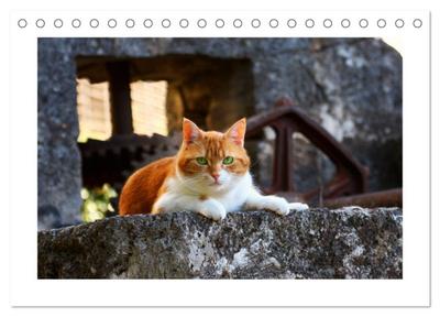 Straßentiger auf Samtpfoten (Tischkalender 2026 DIN A5 quer), CALVENDO Monatskalender