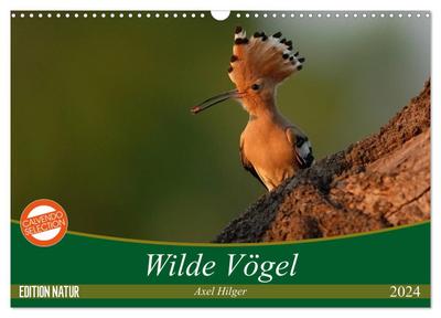 Wilde Vögel (Wandkalender 2024 DIN A3 quer), CALVENDO Monatskalender