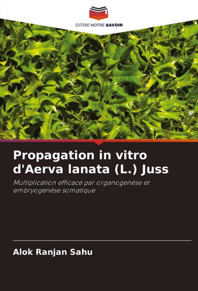 Propagation in vitro d’Aerva lanata (L.) Juss