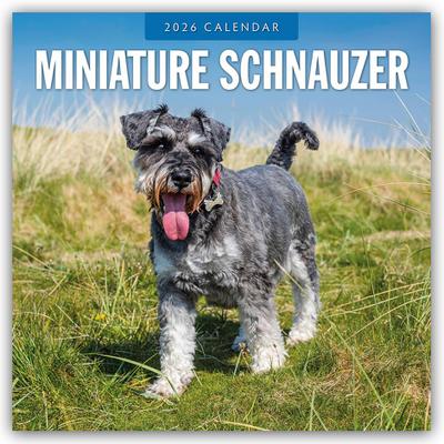 Miniature Schnauzer  2026 Square Wall Calendar