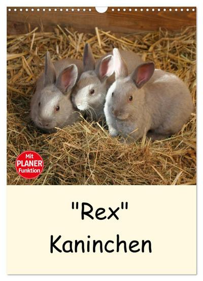 "Rex" Kaninchen (Wandkalender 2024 DIN A3 hoch), CALVENDO Monatskalender