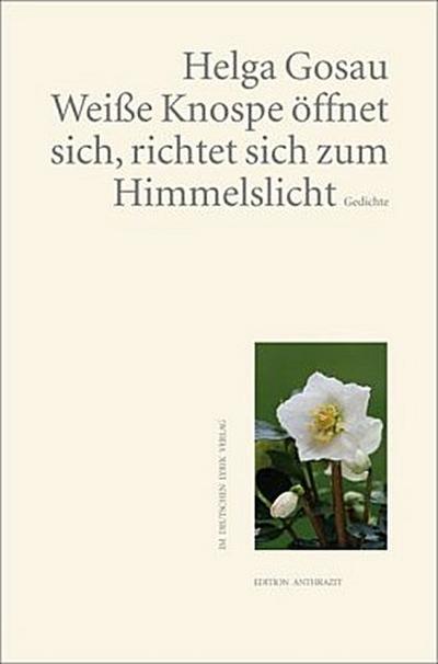 Weiße Knospe öffnet sich, richtet sich zum Himmelslicht