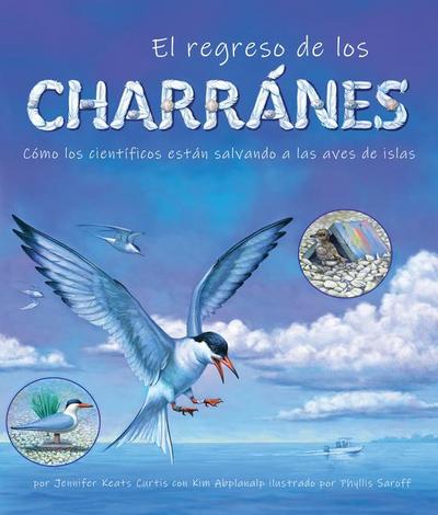 El Regreso de Los Charranes: Cómo Los Científicos Están Salvando a Las Aves de Islas