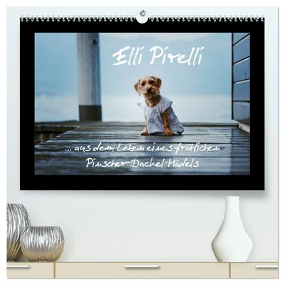 Elli Pirelli... aus dem Leben eines fröhlichen Pinscher-Dackel-Mädels (hochwertiger Premium Wandkalender 2024 DIN A2 quer), Kunstdruck in Hochglanz