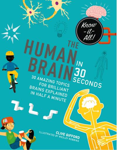 The Human Brain in 30 Seconds