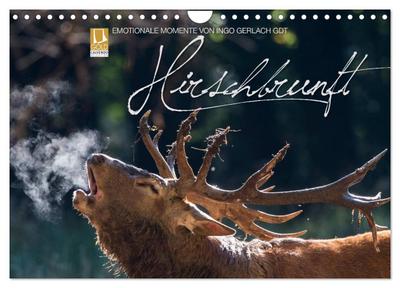 Emotionale Momente: Hirschbrunft (Wandkalender 2024 DIN A4 quer), CALVENDO Monatskalender