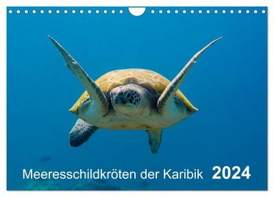 Meeresschildkröten der Karibik (Wandkalender 2024 DIN A4 quer), CALVENDO Monatskalender