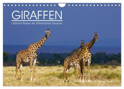 GIRAFFEN - Liebliche Riesen der afrikanischen Savanne (Wandkalender 2024 DIN A4 quer), CALVENDO Monatskalender