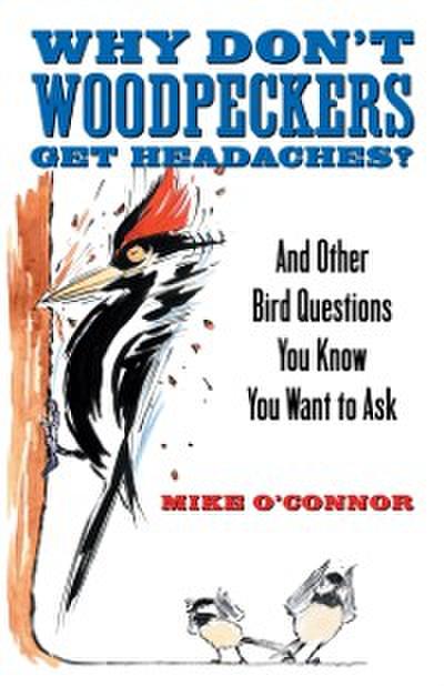 Why Don’t Woodpeckers Get Headaches?