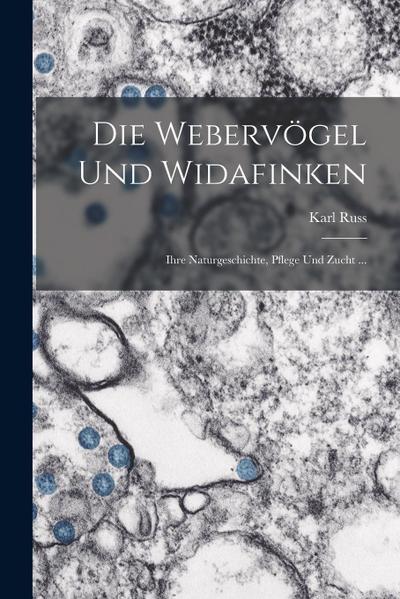 Die Webervögel Und Widafinken