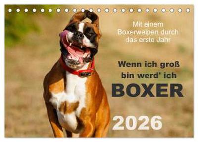 Wenn ich groß bin werd’ ich Boxer (Tischkalender 2026 DIN A5 quer), CALVENDO Monatskalender