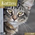 Katzen Kalender 2027