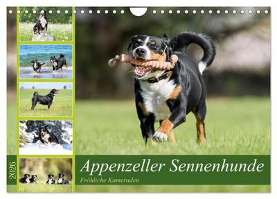 Appenzeller Sennenhunde - Fröhliche Kameraden (Wandkalender 2026 DIN A4 quer), CALVENDO Monatskalender