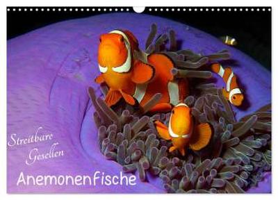 Anemonenfische - Streitbare Gesellen (Wandkalender 2026 DIN A3 quer), CALVENDO Monatskalender