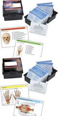 Anatomie-Lernkarten: Das menschliche Skelett / Die menschliche Muskulatur