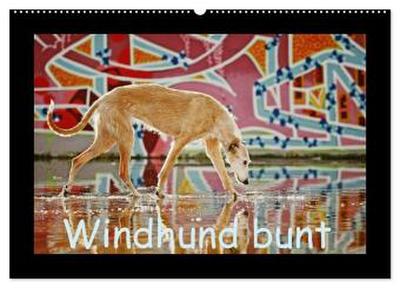 Windhund bunt (Wandkalender 2026 DIN A2 quer), CALVENDO Monatskalender