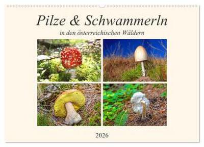 Pilze & Schwammerln (Wandkalender 2026 DIN A2 quer), CALVENDO Monatskalender