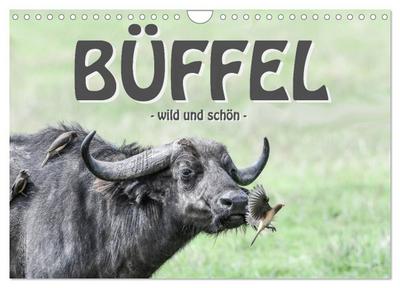 Büffel - wild und schön (Wandkalender 2024 DIN A4 quer), CALVENDO Monatskalender