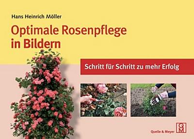 Optimale Rosenpflege in Bildern