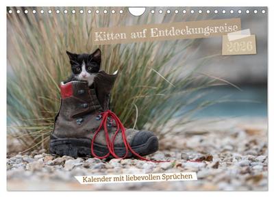 Kitten auf Entdeckungsreise (Wandkalender 2026 DIN A4 quer), CALVENDO Monatskalender