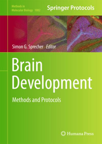 Brain Development