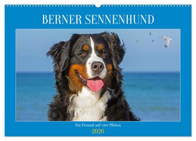 Berner Sennenhund - Ein Freund auf vier Pfoten (Wandkalender 2026 DIN A2 quer), CALVENDO Monatskalender