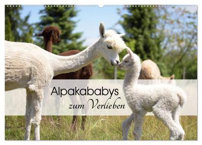 Alpakababys zum Verlieben (Wandkalender 2024 DIN A2 quer), CALVENDO Monatskalender