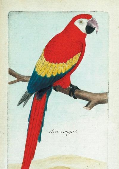 Carnet Ligné Ara Rouge, Dessin 18e Siècle