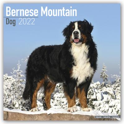 Bernese Mountain Dog - Berner Sennenhunde 2022 - 16-Monatskalender