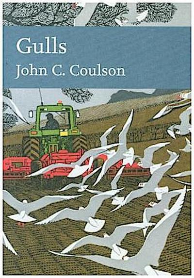Gulls