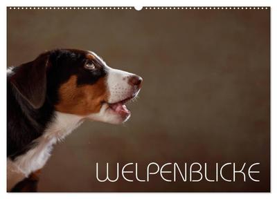 Welpenblicke (Wandkalender 2026 DIN A2 quer), CALVENDO Monatskalender