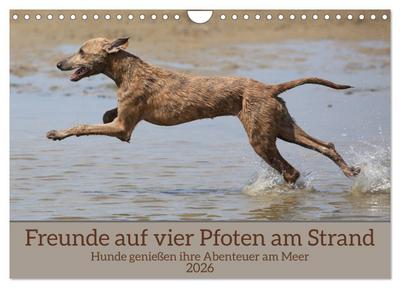 Freunde auf vier Pfoten am Strand (Wandkalender 2026 DIN A4 quer), CALVENDO Monatskalender