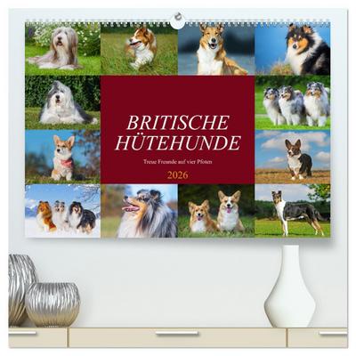 Britische Hütehunde - Treue Freunde auf vier Pfoten (hochwertiger Premium Wandkalender 2026 DIN A2 quer), Kunstdruck in Hochglanz