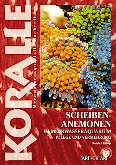 Scheibenanemonen im Meerwasseraquarium